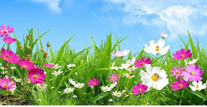 Miniatura artykułu: 4818